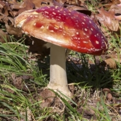 Amanita muscaria at Yarralumla, ACT - 16 May 2022