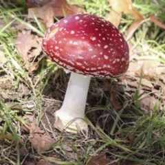 Amanita muscaria at Yarralumla, ACT - 16 May 2022