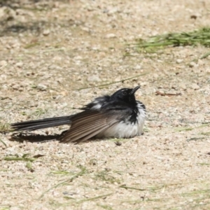 Rhipidura leucophrys at Fyshwick, ACT - 8 Nov 2022