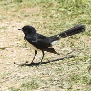 Rhipidura leucophrys at Fyshwick, ACT - 8 Nov 2022 12:48 PM