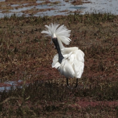 Platalea regia (Royal Spoonbill) at Fyshwick, ACT - 8 Nov 2022 by AlisonMilton