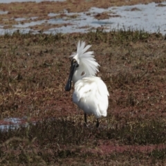 Platalea regia at Fyshwick, ACT - 8 Nov 2022 11:50 AM