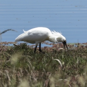 Platalea regia at Fyshwick, ACT - 8 Nov 2022 11:50 AM