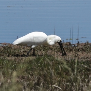 Platalea regia at Fyshwick, ACT - 8 Nov 2022 11:50 AM