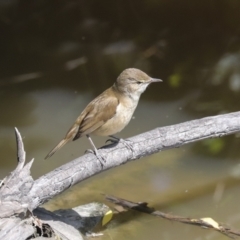 Acrocephalus australis (Australian Reed-Warbler) at Fyshwick, ACT - 8 Nov 2022 by AlisonMilton