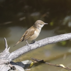 Acrocephalus australis at Fyshwick, ACT - 8 Nov 2022