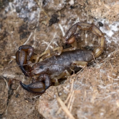 Urodacus manicatus (Black Rock Scorpion) at Wamboin, NSW - 4 Oct 2022 by AlisonMilton