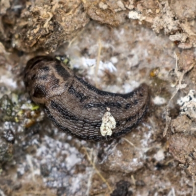 Limax maximus (Leopard Slug, Great Grey Slug) at Wamboin, NSW - 4 Oct 2022 by AlisonMilton