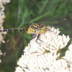 Unidentified Dragonfly (Anisoptera) at Kiora, NSW - 20 Dec 2022 by Harrisi