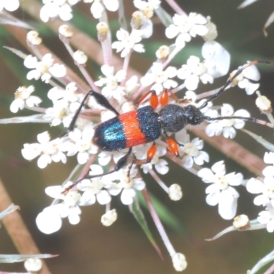 Obrida fascialis (One banded longicorn) at Moruya, NSW - 19 Dec 2022 by Harrisi