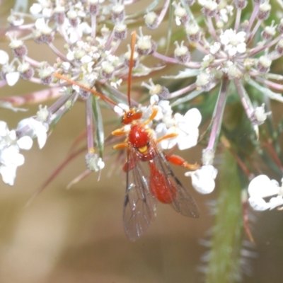 Unverified Wasp (Hymenoptera, Apocrita) at Wamban, NSW - 19 Dec 2022 by Harrisi