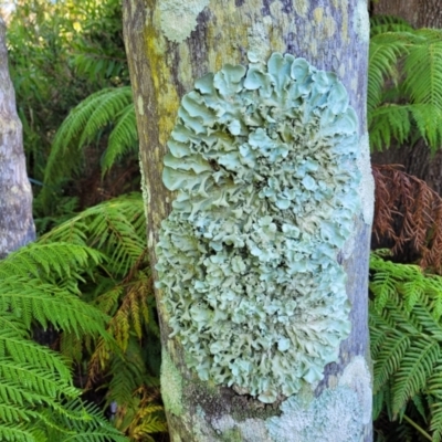 Unidentified Lichen at Nambucca Heads, NSW - 25 Dec 2022 by trevorpreston