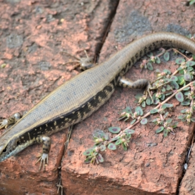 Eulamprus quoyii (Eastern Water Skink) at Jamberoo, NSW - 25 Dec 2022 by plants