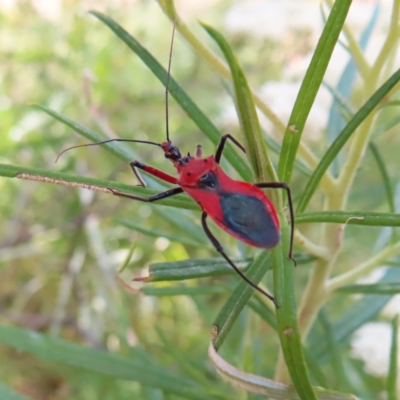 Gminatus australis (Orange assassin bug) at Mount Taylor - 25 Dec 2022 by MatthewFrawley