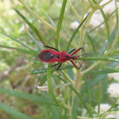 Gminatus australis at Kambah, ACT - 25 Dec 2022 05:09 PM