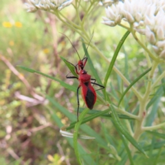 Gminatus australis at Kambah, ACT - 25 Dec 2022 05:09 PM