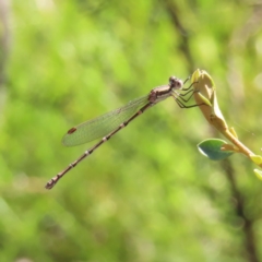 Austrolestes leda (Wandering Ringtail) at Kambah, ACT - 25 Dec 2022 by MatthewFrawley