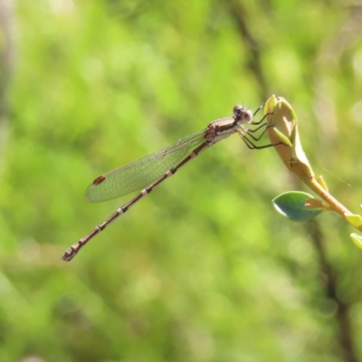 Austrolestes leda (Wandering Ringtail) at Kambah, ACT - 25 Dec 2022 by MatthewFrawley