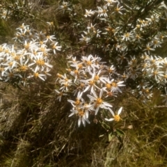 Olearia erubescens at Broken Dam, NSW - 25 Dec 2022