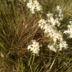 Pimelea glauca at Broken Dam, NSW - 25 Dec 2022