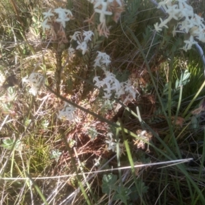 Pimelea glauca at Broken Dam, NSW - 25 Dec 2022