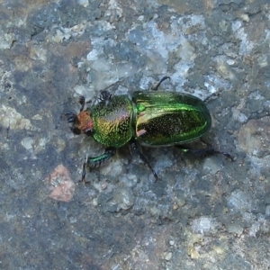 Lamprima aurata at Hawker, ACT - 24 Dec 2022