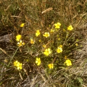 Ranunculus lappaceus at Cabramurra, NSW - 25 Dec 2022