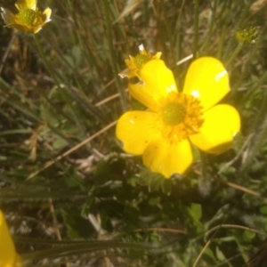 Ranunculus lappaceus at Cabramurra, NSW - 25 Dec 2022