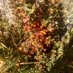 Daviesia ulicifolia subsp. ruscifolia at Cabramurra, NSW - 25 Dec 2022 09:13 AM