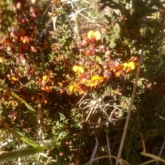 Daviesia ulicifolia subsp. ruscifolia at Cabramurra, NSW - 25 Dec 2022 09:13 AM