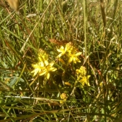 Bulbine glauca (Rock Lily) at Kiandra, NSW - 24 Dec 2022 by mahargiani