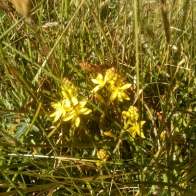 Bulbine glauca (Rock Lily) at Kosciuszko National Park - 24 Dec 2022 by mahargiani