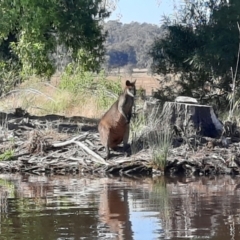 Wallabia bicolor (Swamp Wallaby) at Lake Burley Griffin West - 25 Dec 2022 by MB