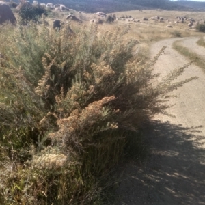 Ozothamnus secundiflorus at Cabramurra, NSW - 25 Dec 2022