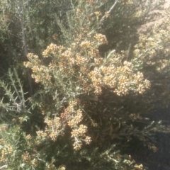 Ozothamnus secundiflorus at Cabramurra, NSW - 25 Dec 2022