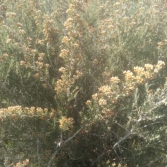 Ozothamnus secundiflorus at Cabramurra, NSW - 25 Dec 2022