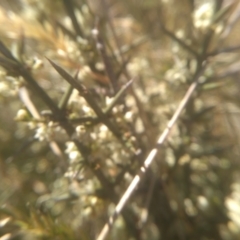 Discaria pubescens at Cabramurra, NSW - 25 Dec 2022 09:47 AM