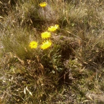 Podolepis jaceoides (Showy Copper-wire Daisy) at Cabramurra, NSW - 24 Dec 2022 by mahargiani