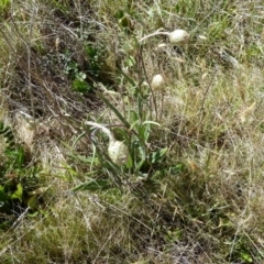 Podolepis jaceoides (Showy Copper-wire Daisy) at Cabramurra, NSW - 24 Dec 2022 by mahargiani