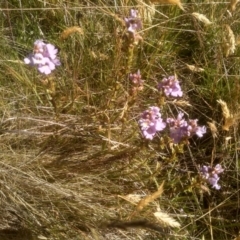 Euphrasia collina (Purple Eye-bright) at Cabramurra, NSW - 25 Dec 2022 by mahargiani