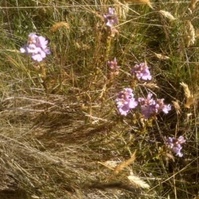 Euphrasia collina (Purple Eye-bright) at Cabramurra, NSW - 24 Dec 2022 by mahargiani