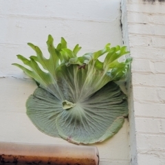 Platycerium superbum (Staghorn Fern) at Bellingen, NSW - 25 Dec 2022 by trevorpreston