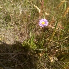 Brachyscome scapigera (Tufted Daisy) at Cabramurra, NSW - 25 Dec 2022 by mahargiani