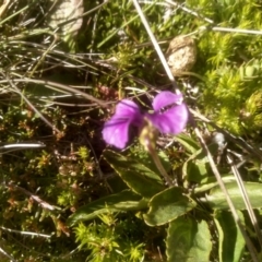 Viola betonicifolia (Mountain Violet) at Cabramurra, NSW - 25 Dec 2022 by mahargiani