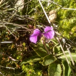 Viola betonicifolia at Cabramurra, NSW - 25 Dec 2022