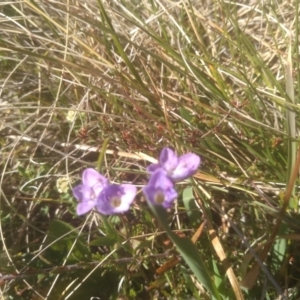 Veronica gracilis at Broken Dam, NSW - 25 Dec 2022