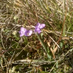 Veronica gracilis at Broken Dam, NSW - 25 Dec 2022