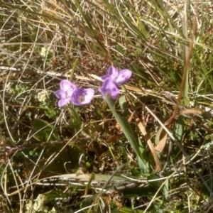 Veronica gracilis at Broken Dam, NSW - 25 Dec 2022