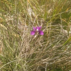 Viola betonicifolia (Mountain Violet) at Broken Dam, NSW - 24 Dec 2022 by mahargiani