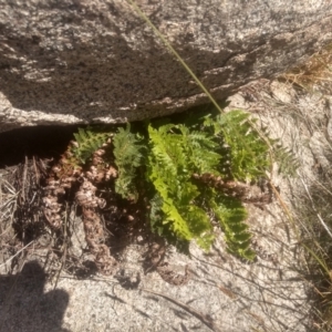 Polystichum proliferum at Cabramurra, NSW - 25 Dec 2022